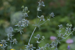 Eryngium planumVlakbladige kruisdistel bestellen